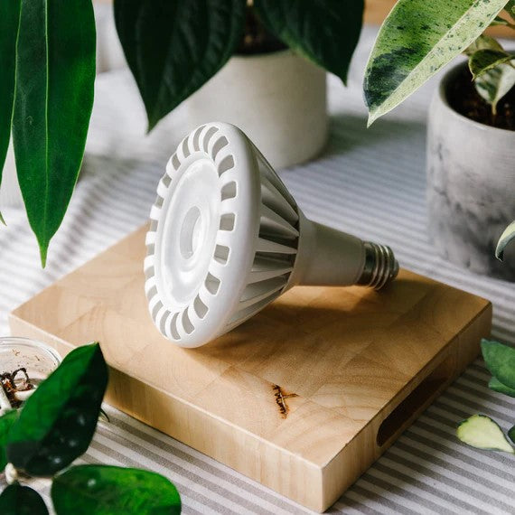 white grow light bulb Pianta 30 Grow Light Bulb – White (E27 Screw) – Tropical Plants Boutique