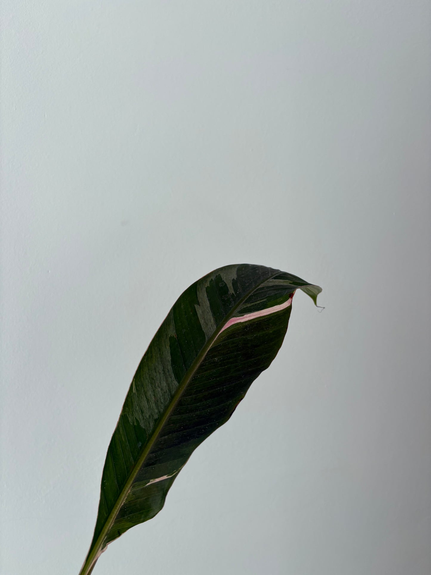 Pink banana plant