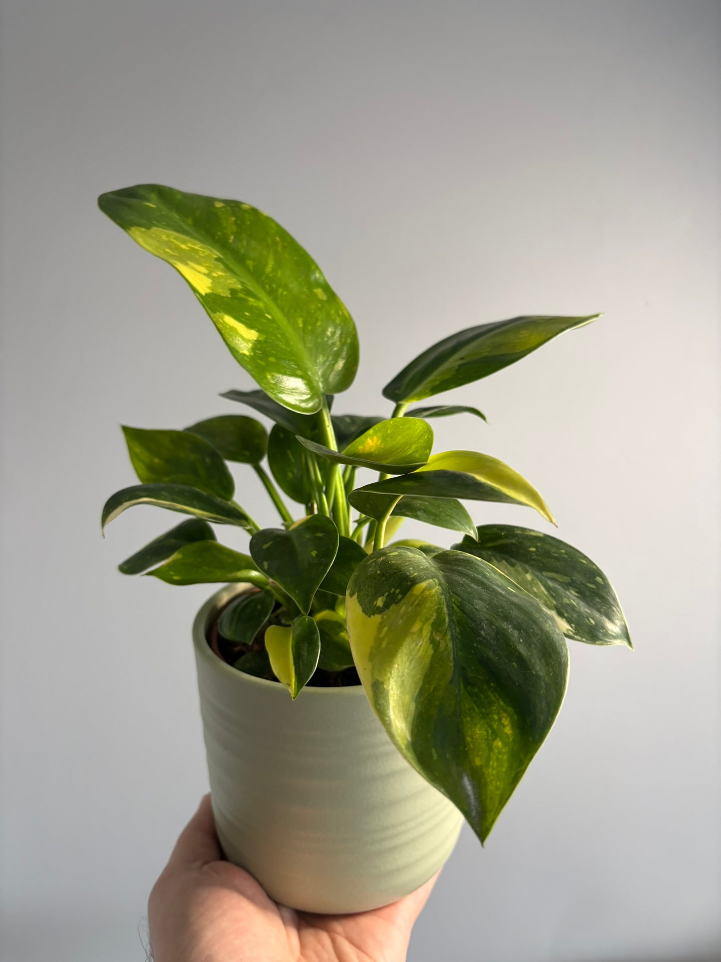 ‘Green Congo’ Philodendron – 10.5cm Pot – 20–25cm Tall – Tropical Indoor Houseplant