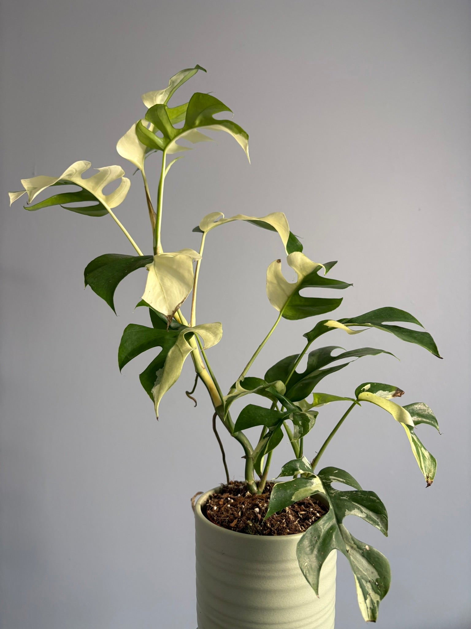 Rhaphidophora tetrasperma ‘Variegata’ – Variegated Mini Monstera