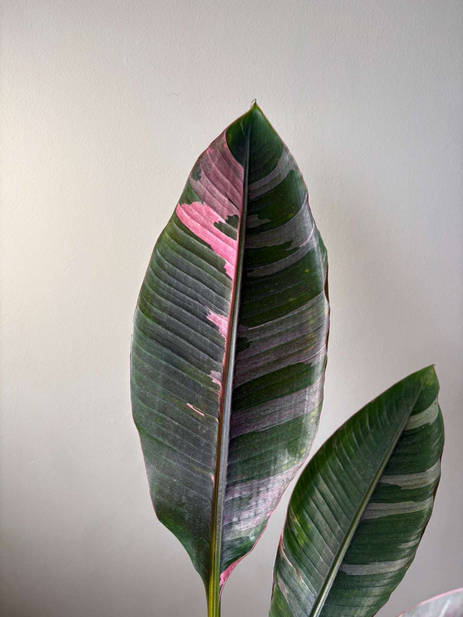 XL - Musa ‘Nono’ – 17cm Pot – 100-120cm Tall - Pink Variegated Banana Plant – Rare Tropical Houseplant