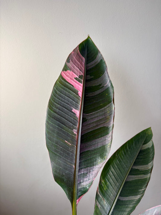 XL - Musa ‘Nono’ – 17cm Pot – 100-120cm Tall - Pink Variegated Banana Plant – Rare Tropical Houseplant
