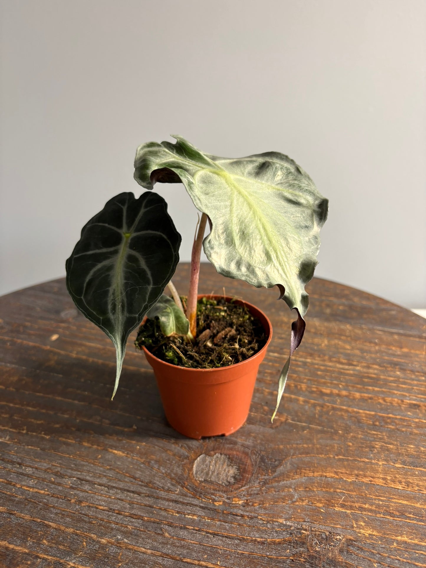 Alocasia ‘Venom’ – 8cm Pot – 12–15cm Tall – Tropical Alocasia Houseplant