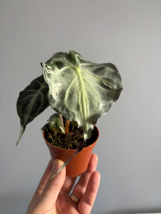 Alocasia ‘Venom’ – 8cm Pot – 12–15cm Tall – Tropical Alocasia Houseplant