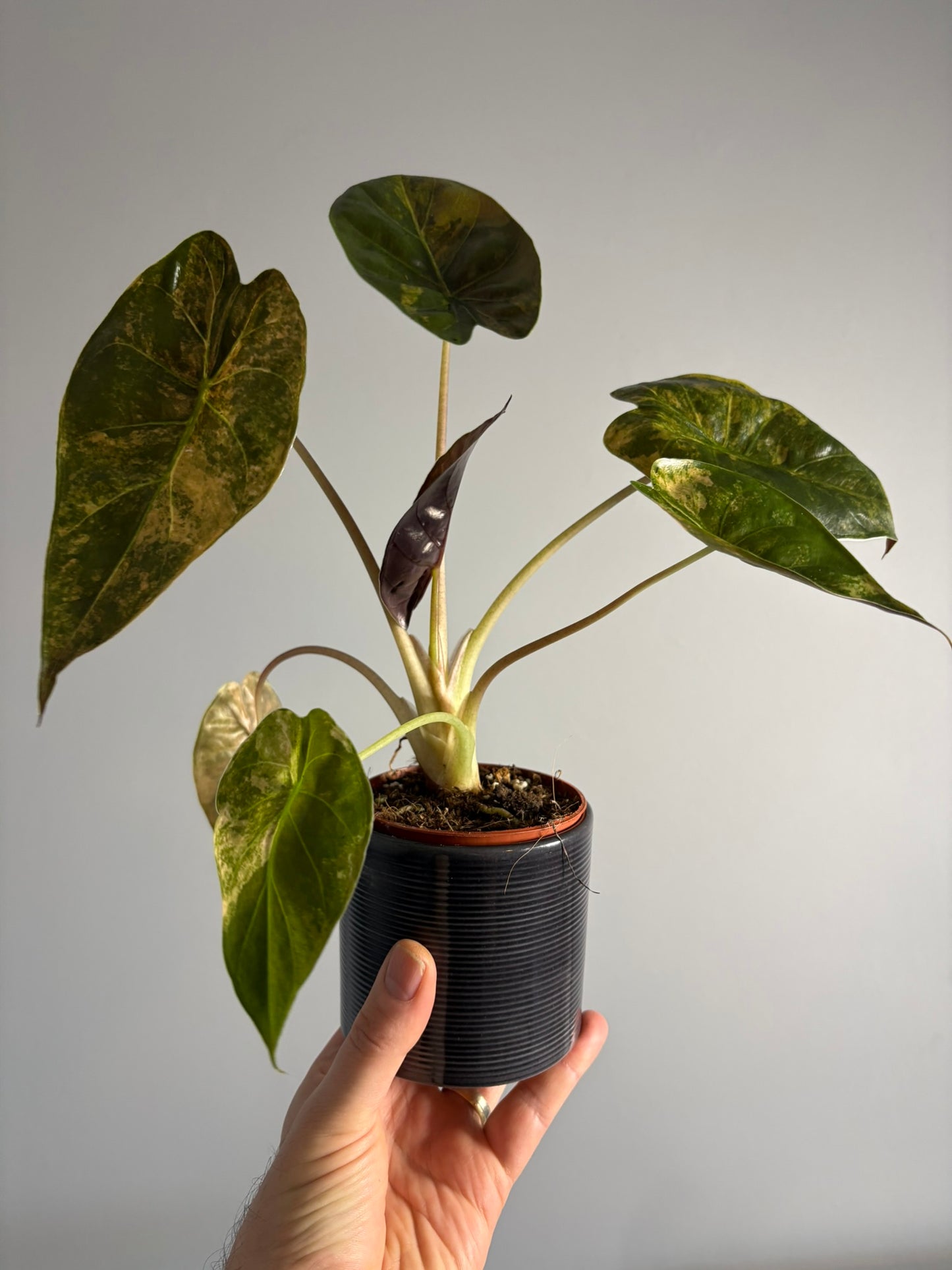 Alocasia wentii ‘Aurea’ – 9cm Pot – 25–30cm Tall – Rare Variegated Alocasia Houseplant
