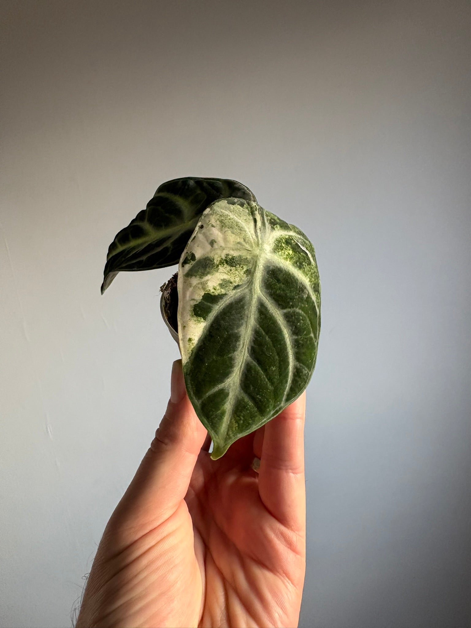 Rare Alocasia Ninja Albo Variegated' – 6cm Pot – 10–12cm Tall – Rare V –  Tropical Plants Boutique