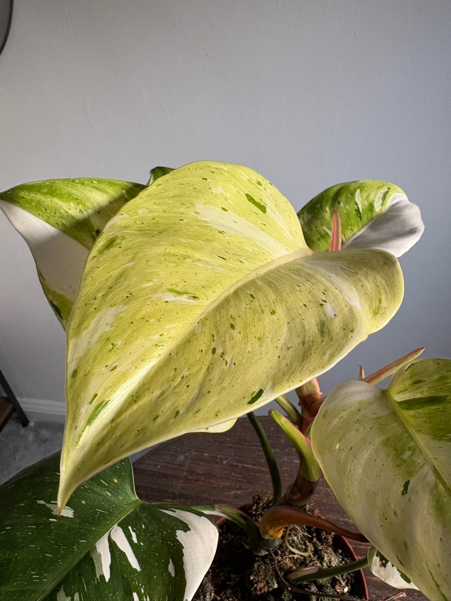 Philodendron ‘Fresh Aurea’ – 14cm Pot – 35-40cm Tall – Variegated Tropical Houseplant