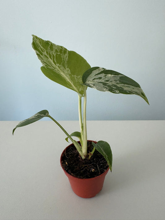 Stunning ‘Bulbasaur’ Monstera Deliciosa – 8cm Pot – 17 to 20cm Tall – Rare Variegated Monstera Houseplant