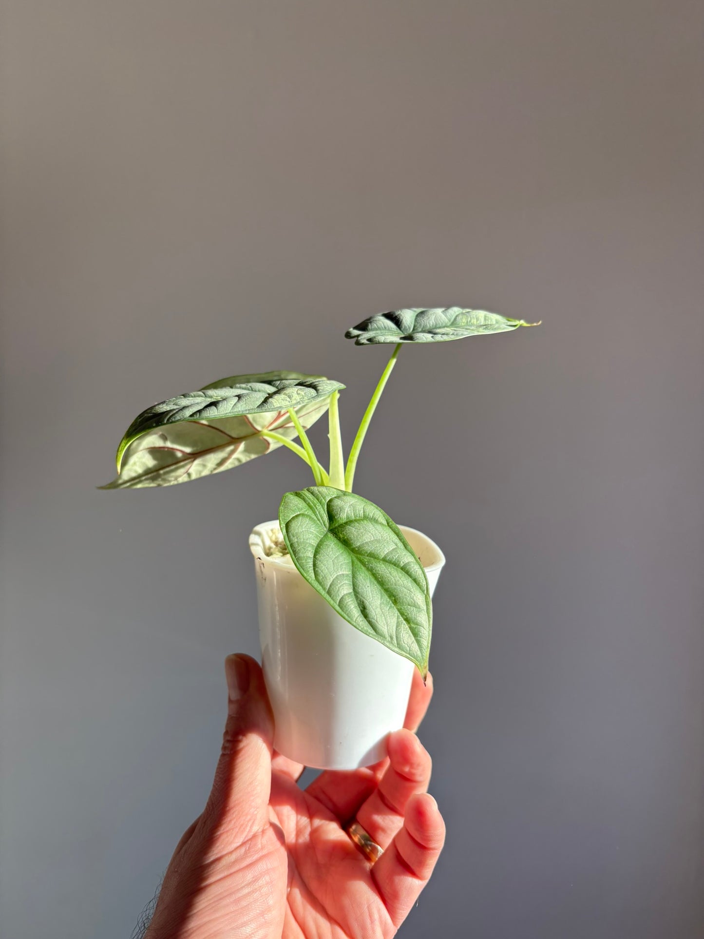 Silver Dragon Albo Alocasia
