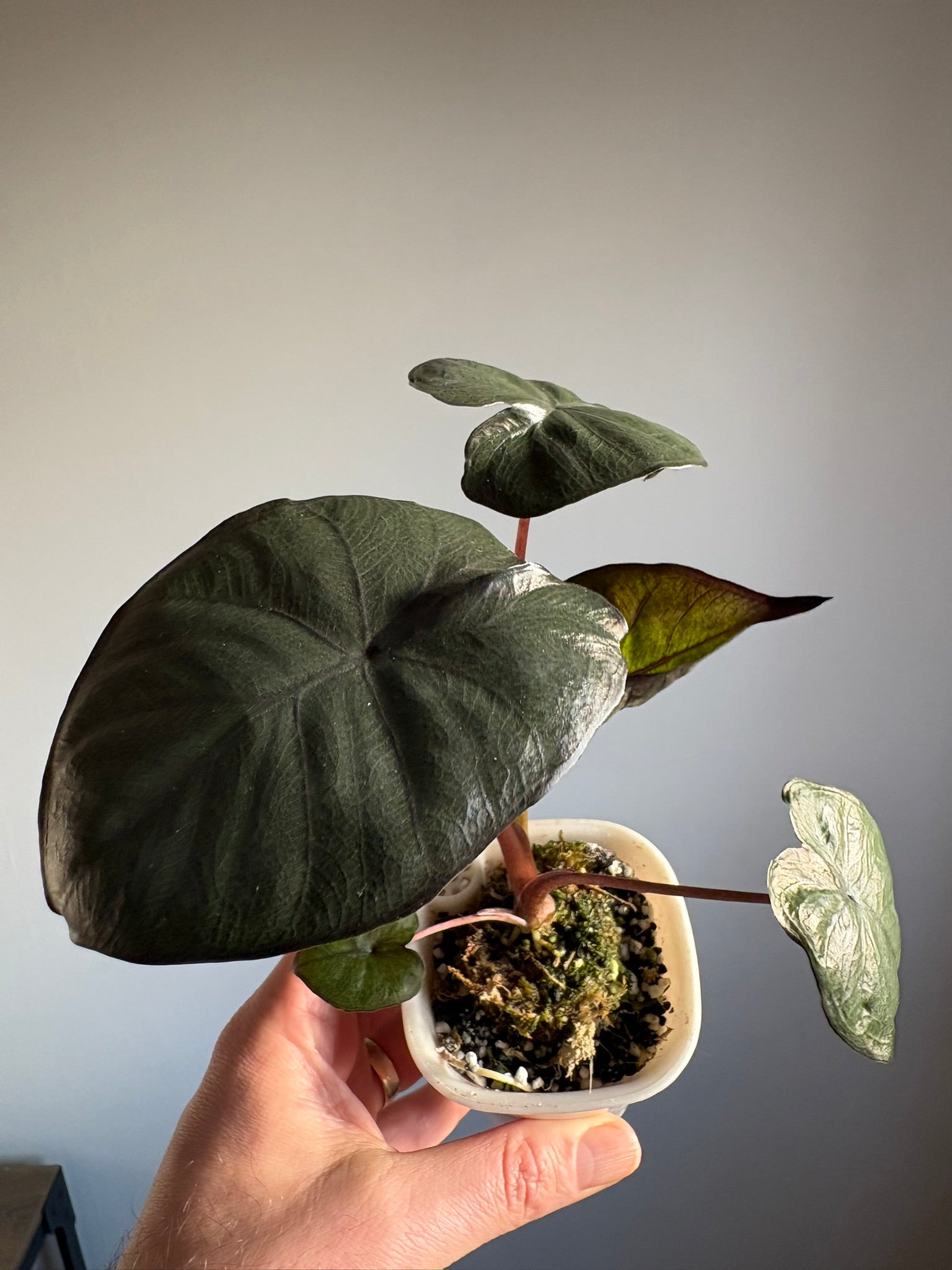 Alocasia Serendipity - Pink Genetics – Tropical Plants Boutique