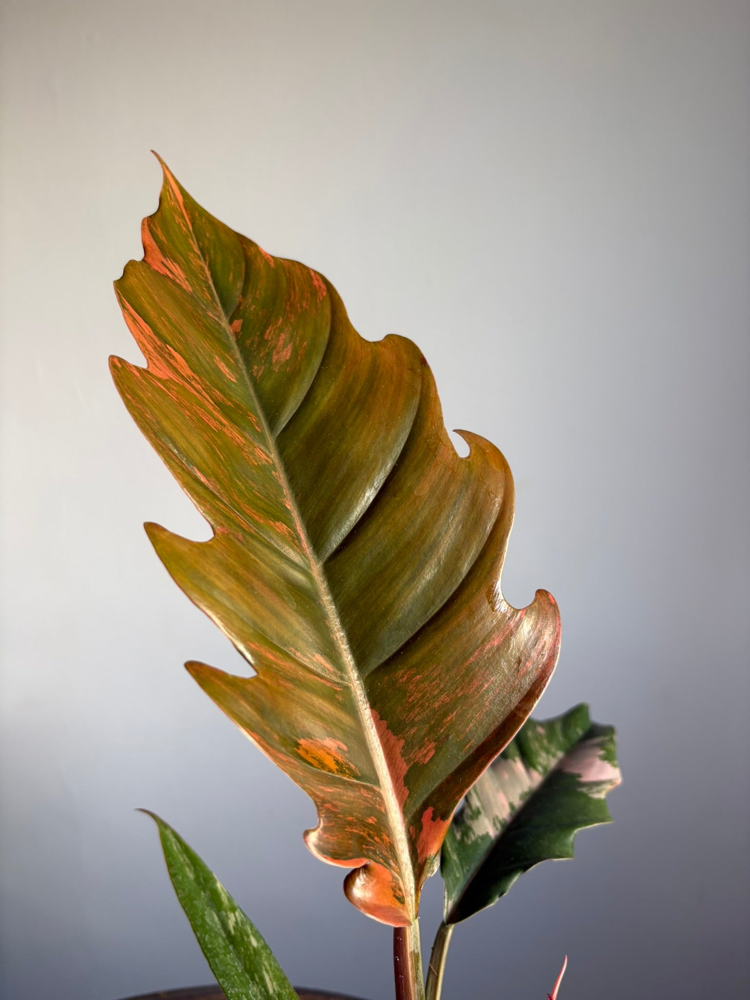 Stunning Philodendron ‘Caramel Marble’ – size medium - 12cm pot - Rare Variegated Tropical Houseplant