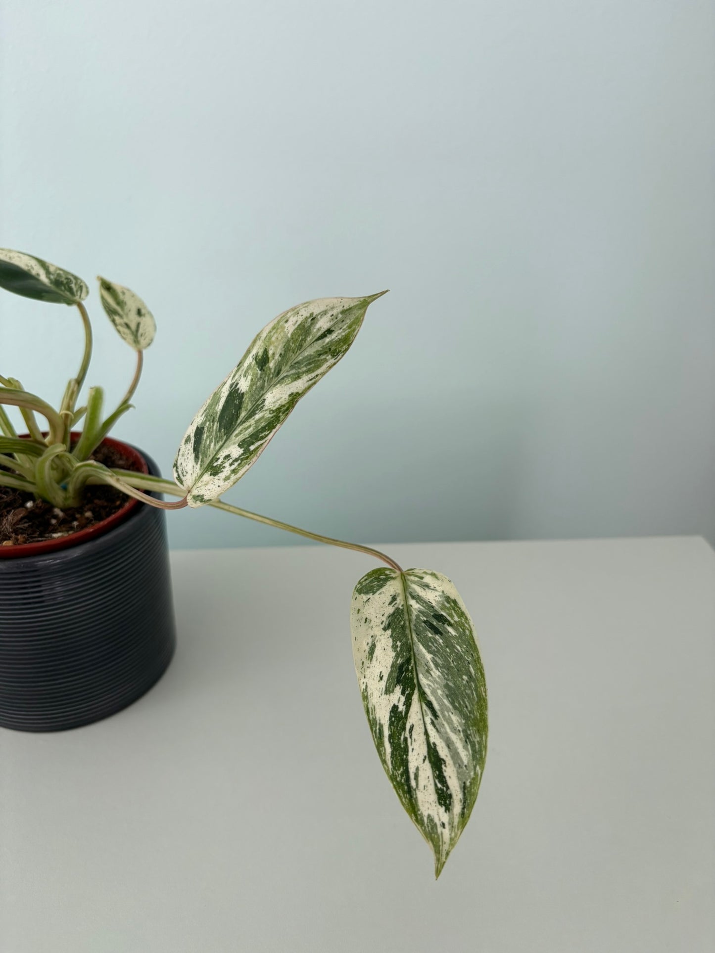 Philodendron ‘Emerald Queen Variegata’ – 9cm Pot – 15–20cm Tall – Variegated Tropical Houseplant