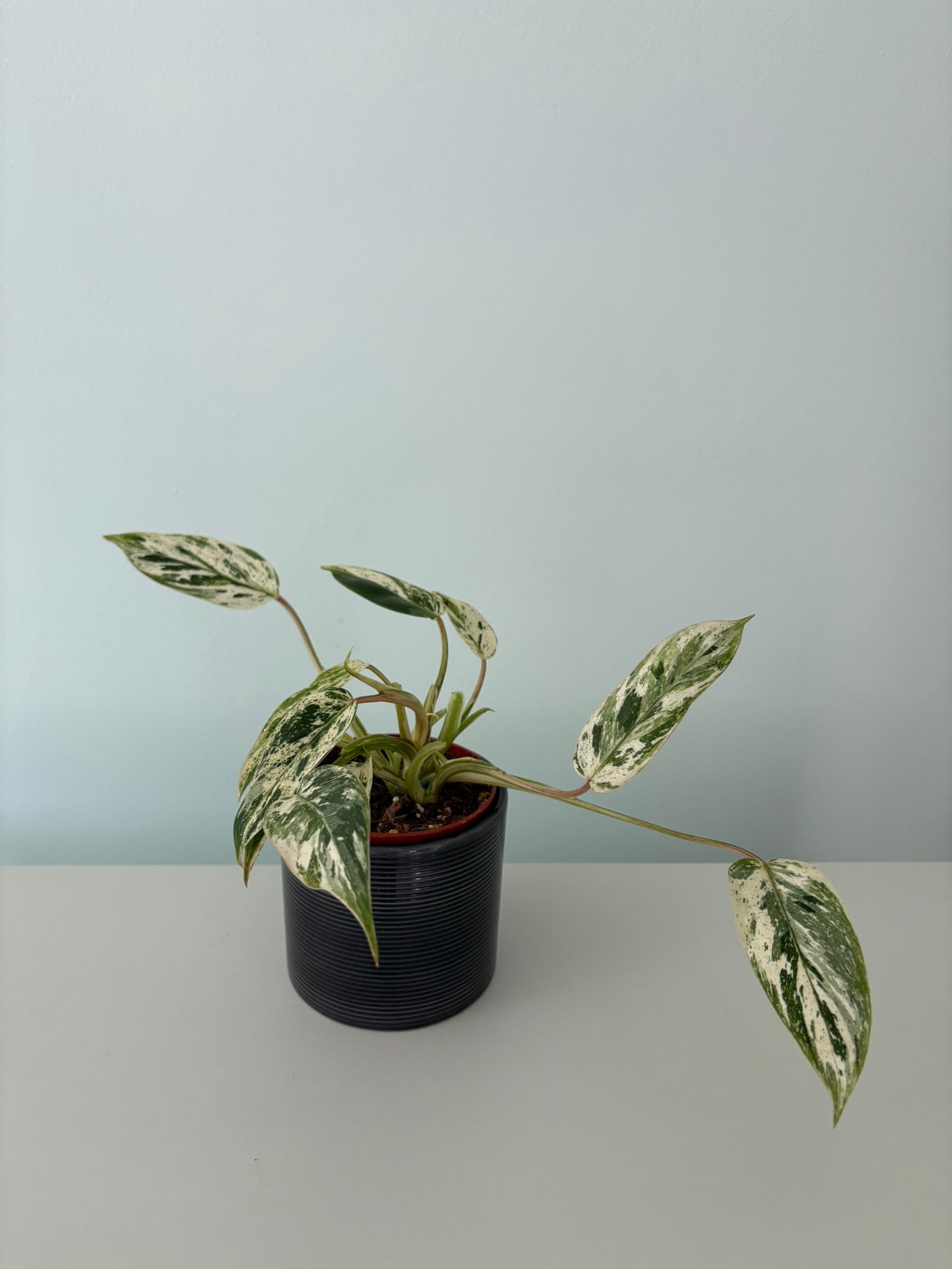 Philodendron 'Emerald Queen Variegata' – 9cm Pot – 15–20cm Tall – Vari –  Tropical Plants Boutique