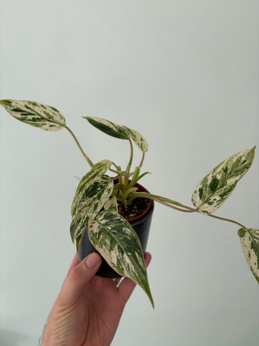 Philodendron ‘Emerald Queen Variegata’ – 9cm Pot – 15–20cm Tall – Variegated Tropical Houseplant
