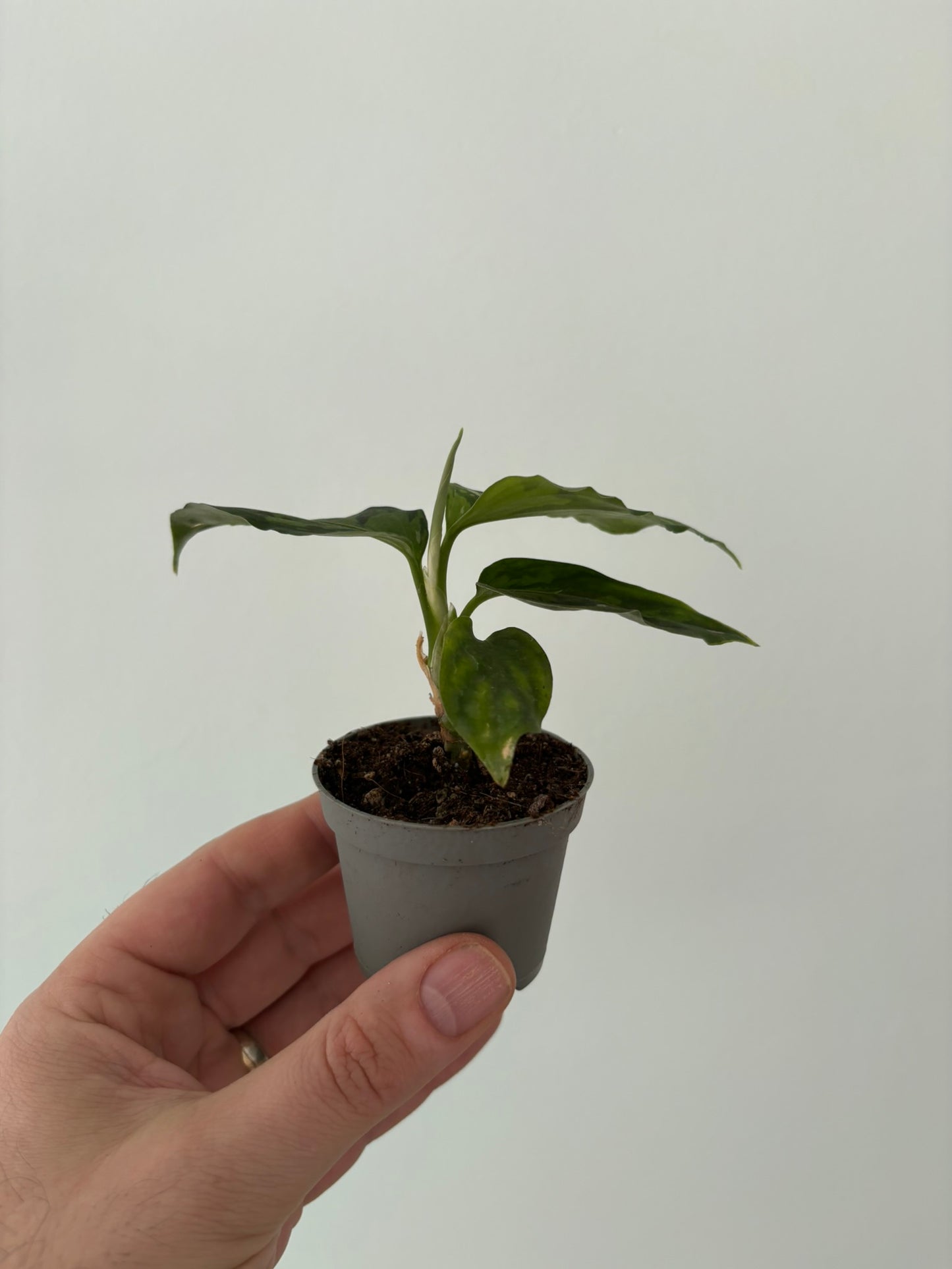 Rare Camouflage Aglaonema pictum ‘Tricolor’ – 6cm Pot – 15cm Tall