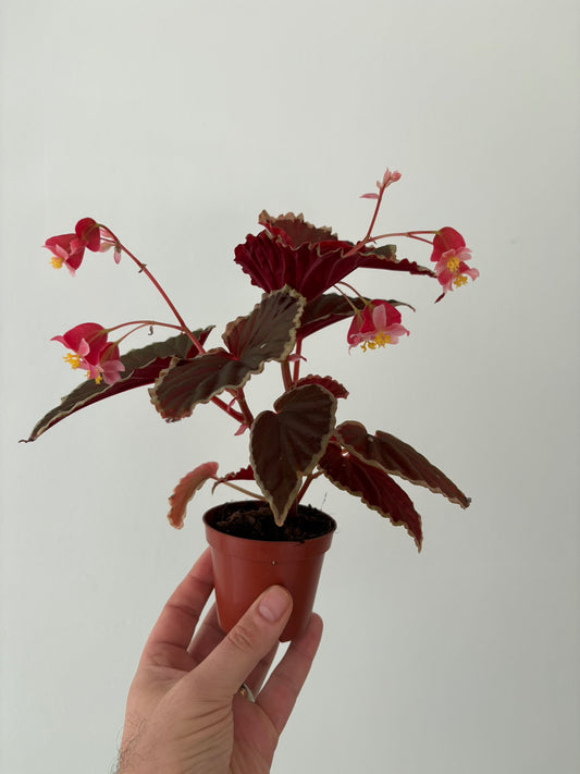 Begonia darthvaderiana ‘Green Spots’ – 8cm Pot – 12–15cm Tall – Rare Begonia Houseplant