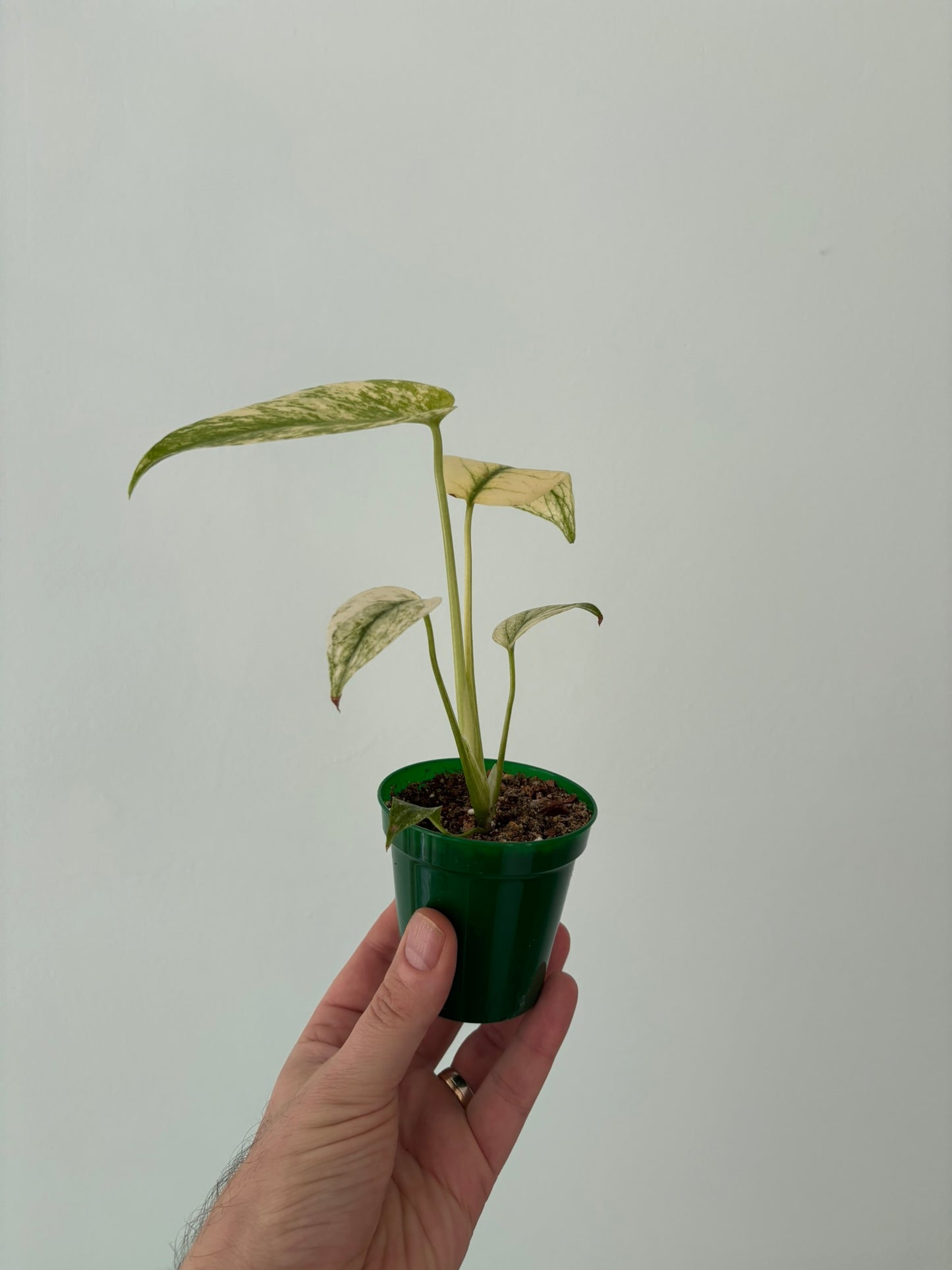 Rare Mint Monstera deliciosa– 8cm Pot – 20cm Tall – Tropical Houseplant