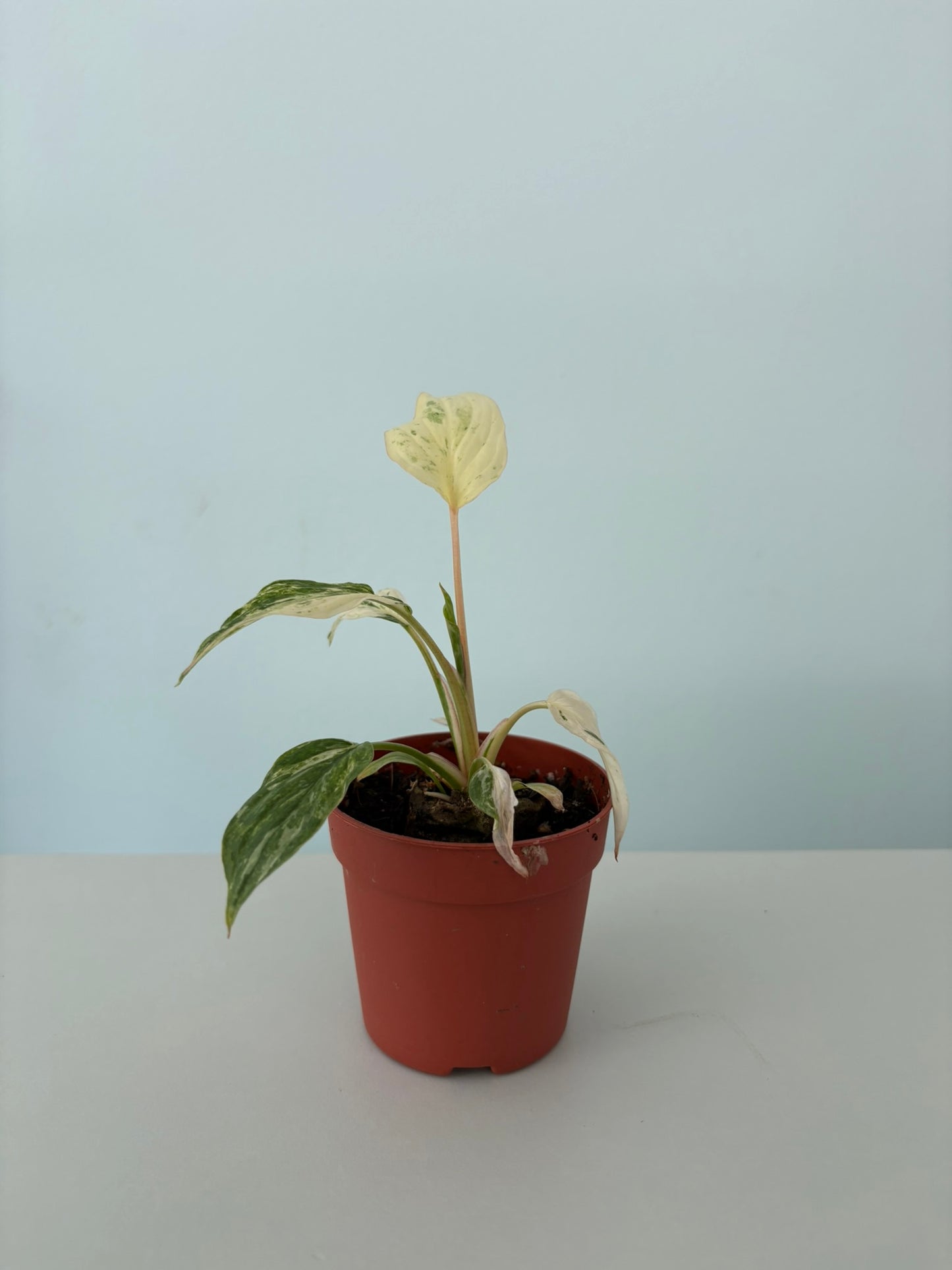 Ultra rare ‘Variegata Mint’ rubescens Homalomena – 7cm Pot – 10-12cm Tall – Variegated Tropical Houseplant