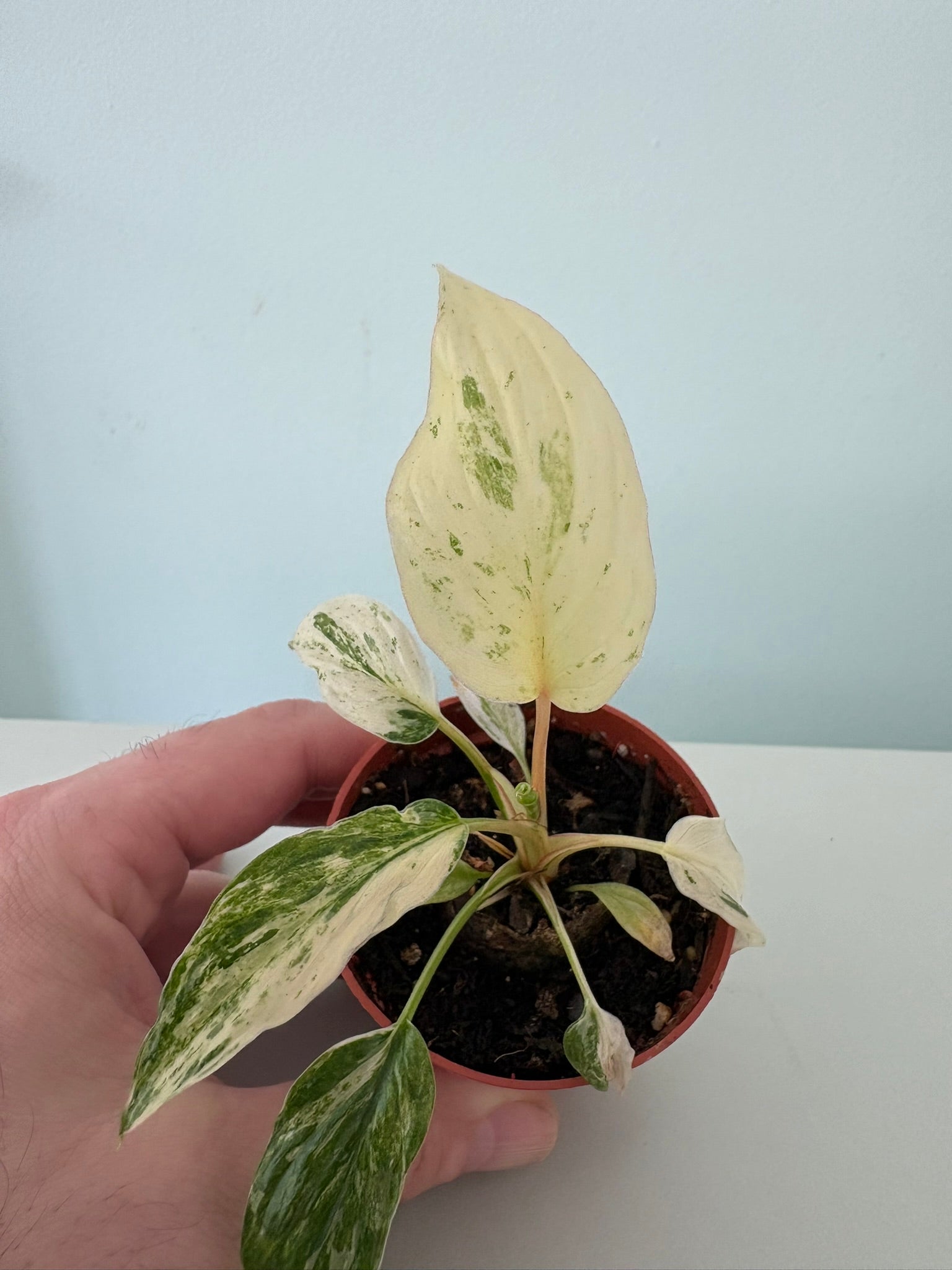 homalomena variegata Ultra rare 'Variegata Mint' rubescens Homalomena – 7cm Pot – 10-12cm T –  Tropical Plants Boutique