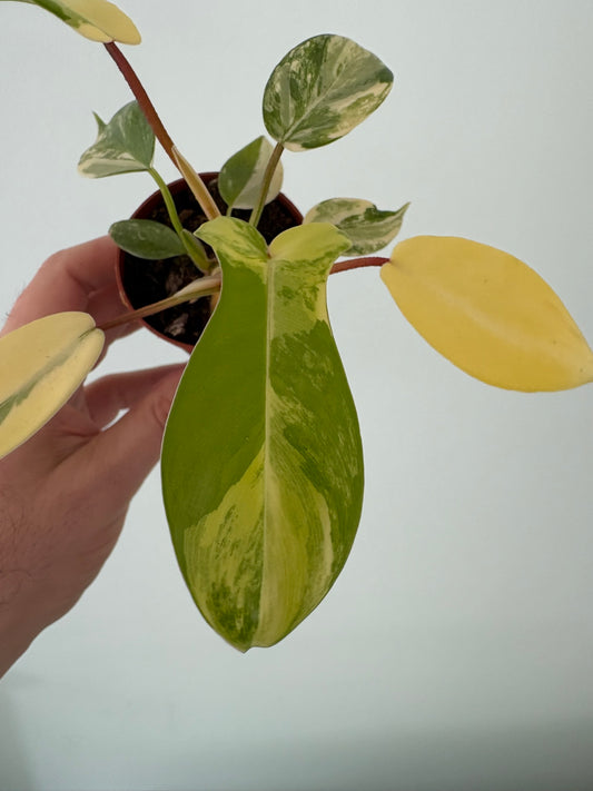 Philodendron ‘Florida Beauty’ – 7cm Pot – 10–15cm Tall – Variegated Tropical Houseplant