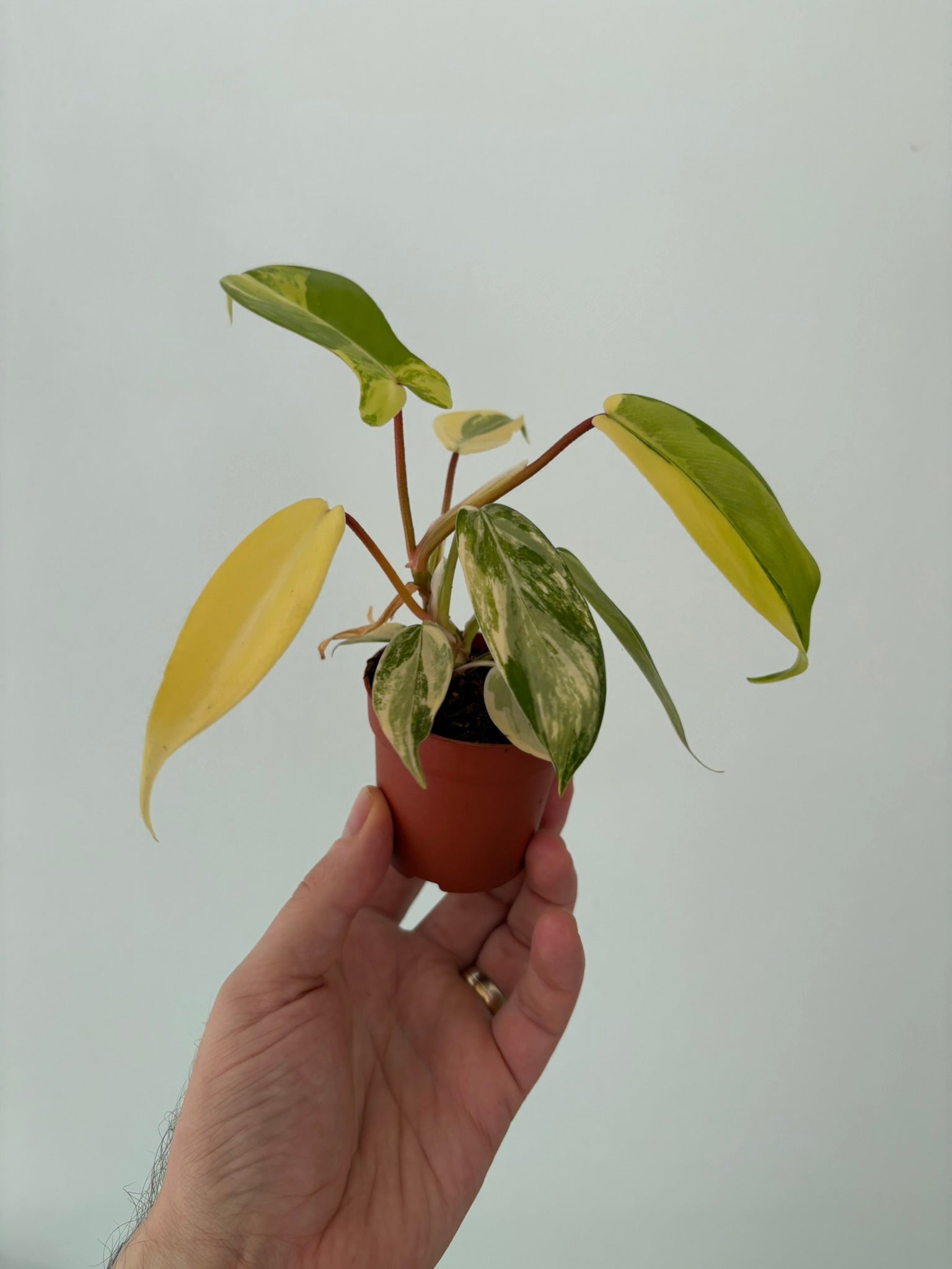 philodendron florida beauty Philodendron 'Florida Beauty' – 7cm Pot – 10–15cm Tall – Variegated Tr – Tropical Plants Boutique