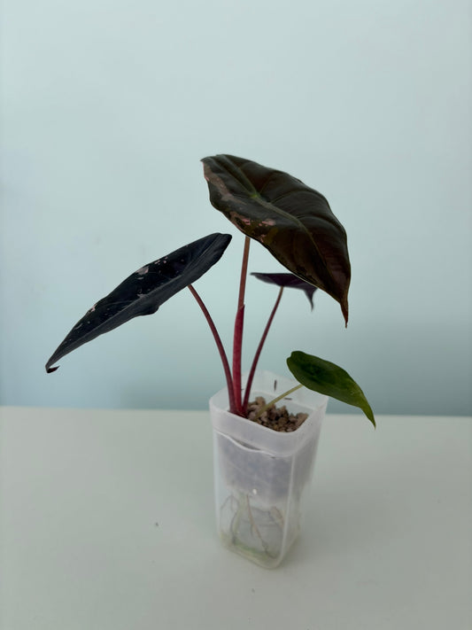 Alocasia Pink Chantrieri