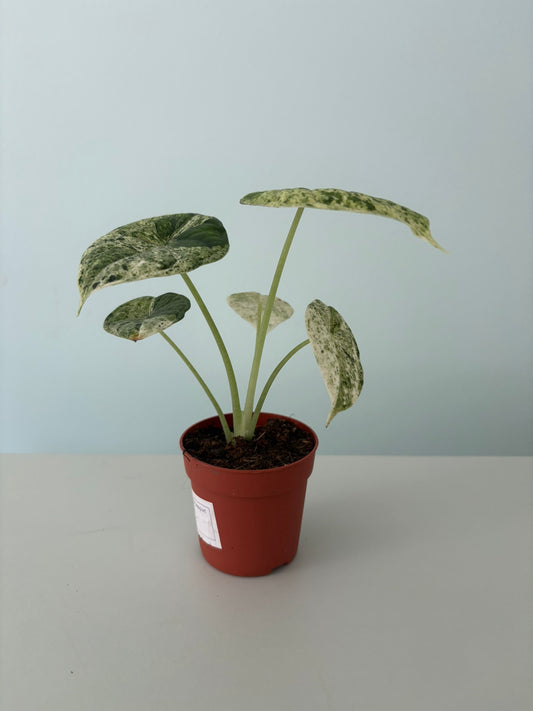 Alocasia ‘Dragon Scale Variegata’ – 7cm Pot – 15 to 20cm Tall
