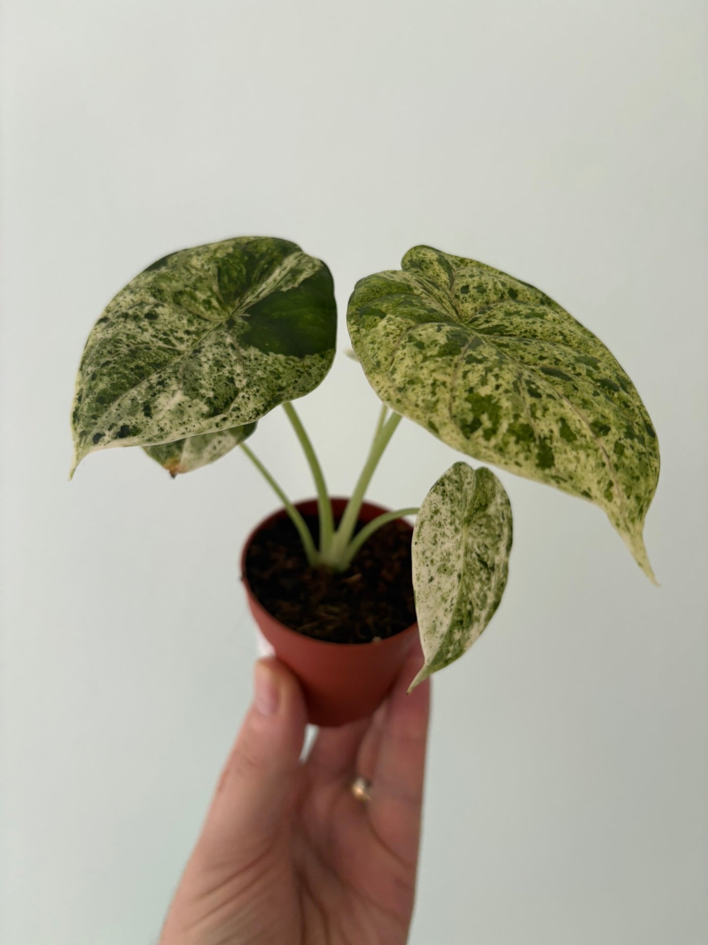 Alocasia ‘Dragon Scale Variegata’ – 7cm Pot – 15 to 20cm Tall