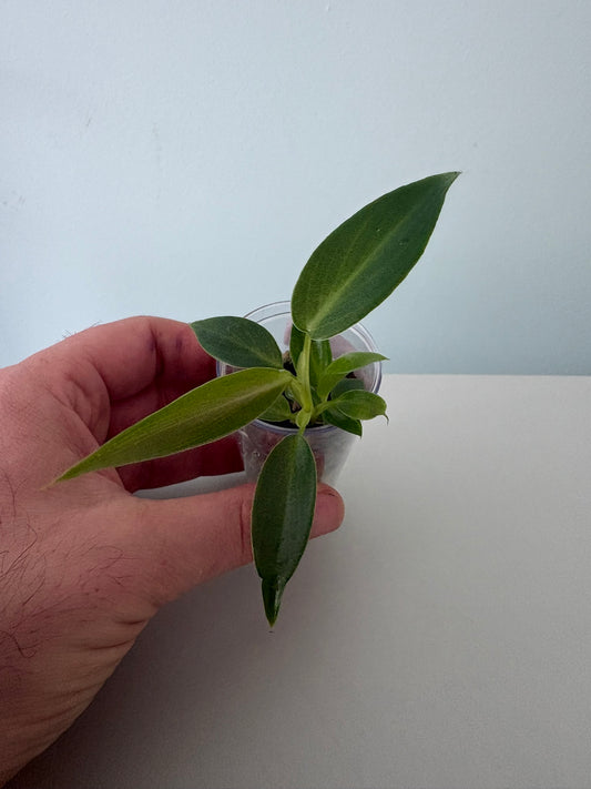 Philodendron spiritus sancti