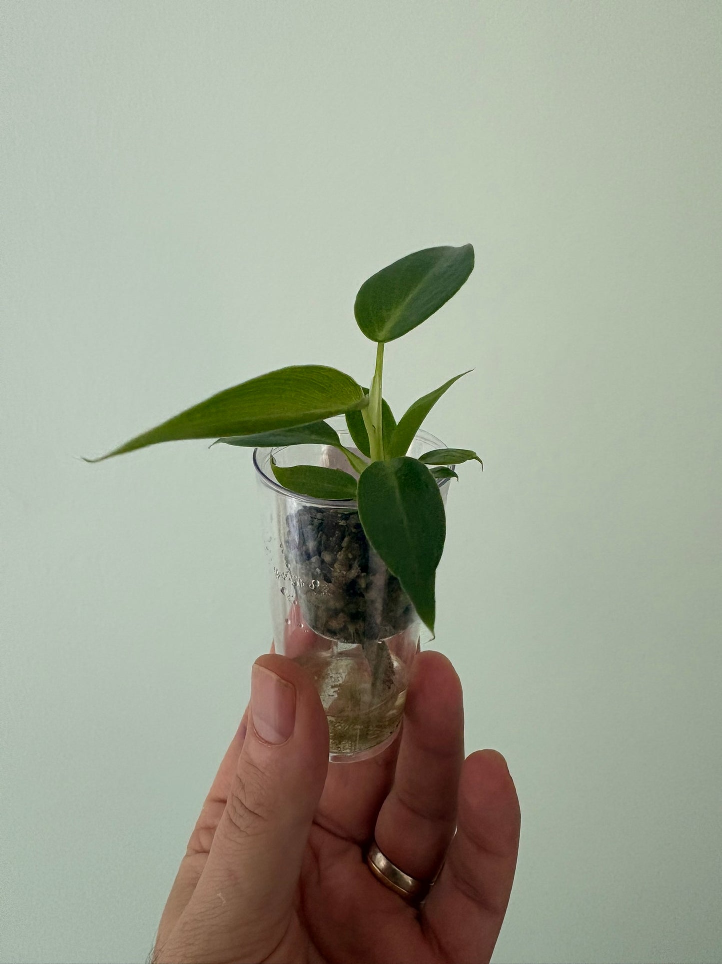 Philodendron spiritus sancti