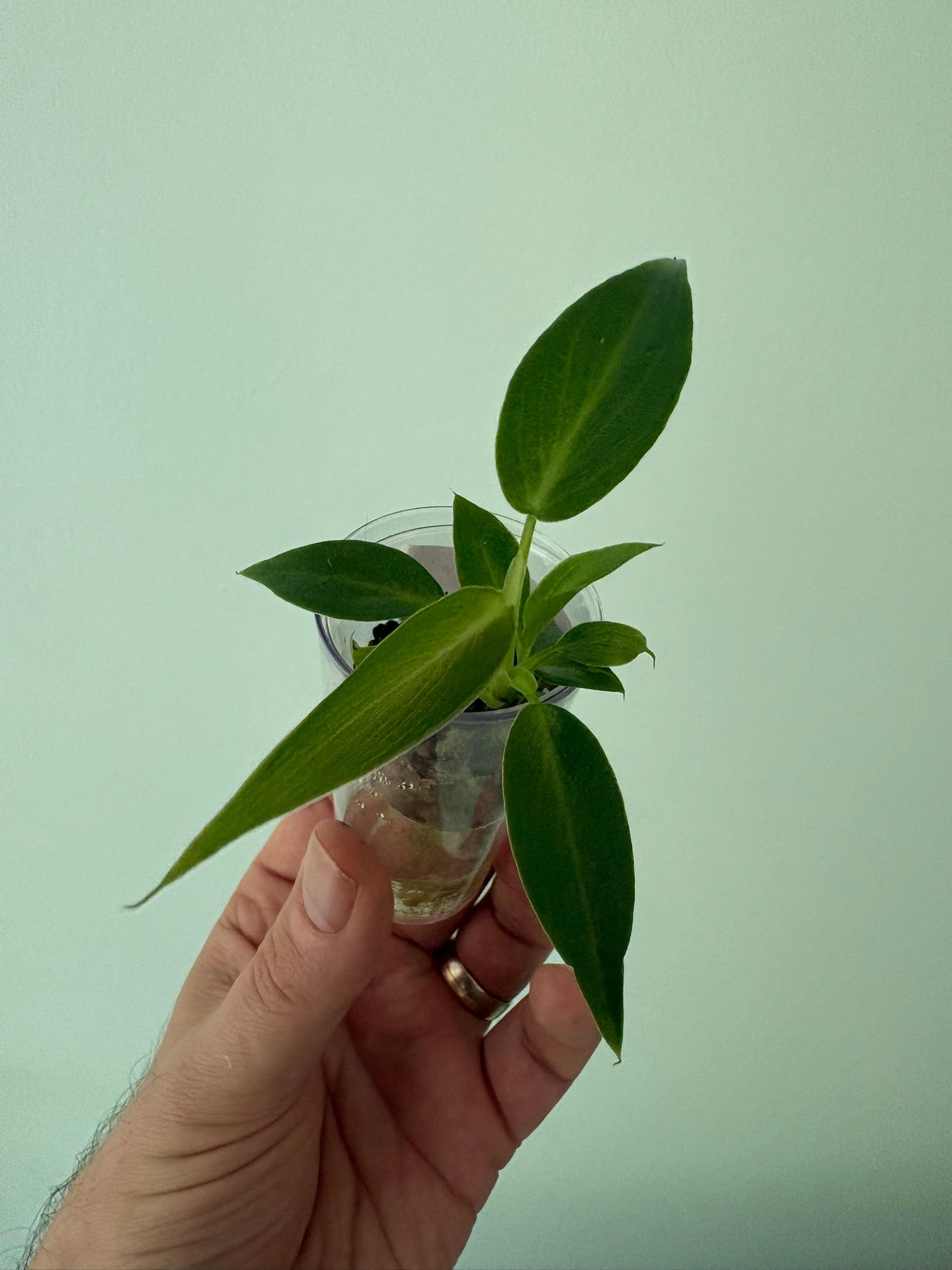 Philodendron spiritus sancti