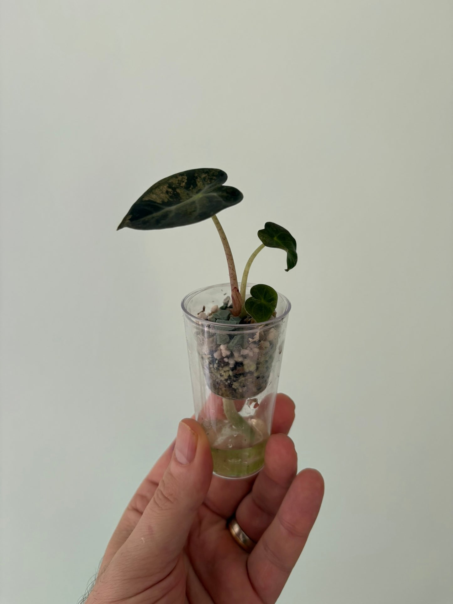 Alocasia Balloon Heart Variegated