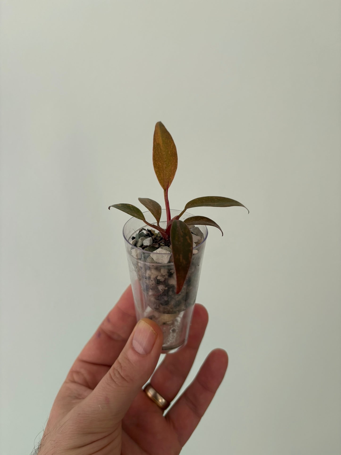 Philodendron Orange Princess