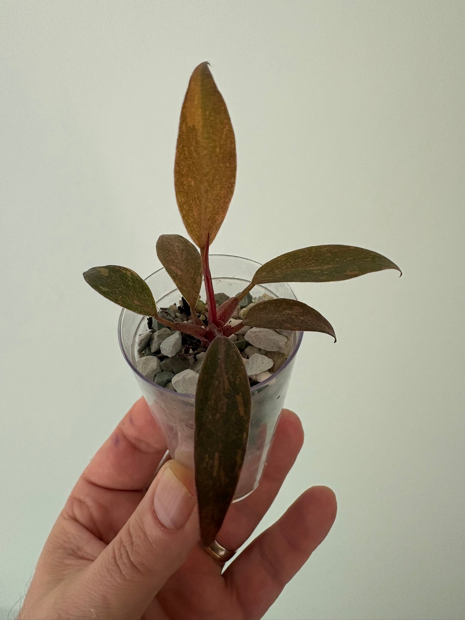 Philodendron Orange Princess