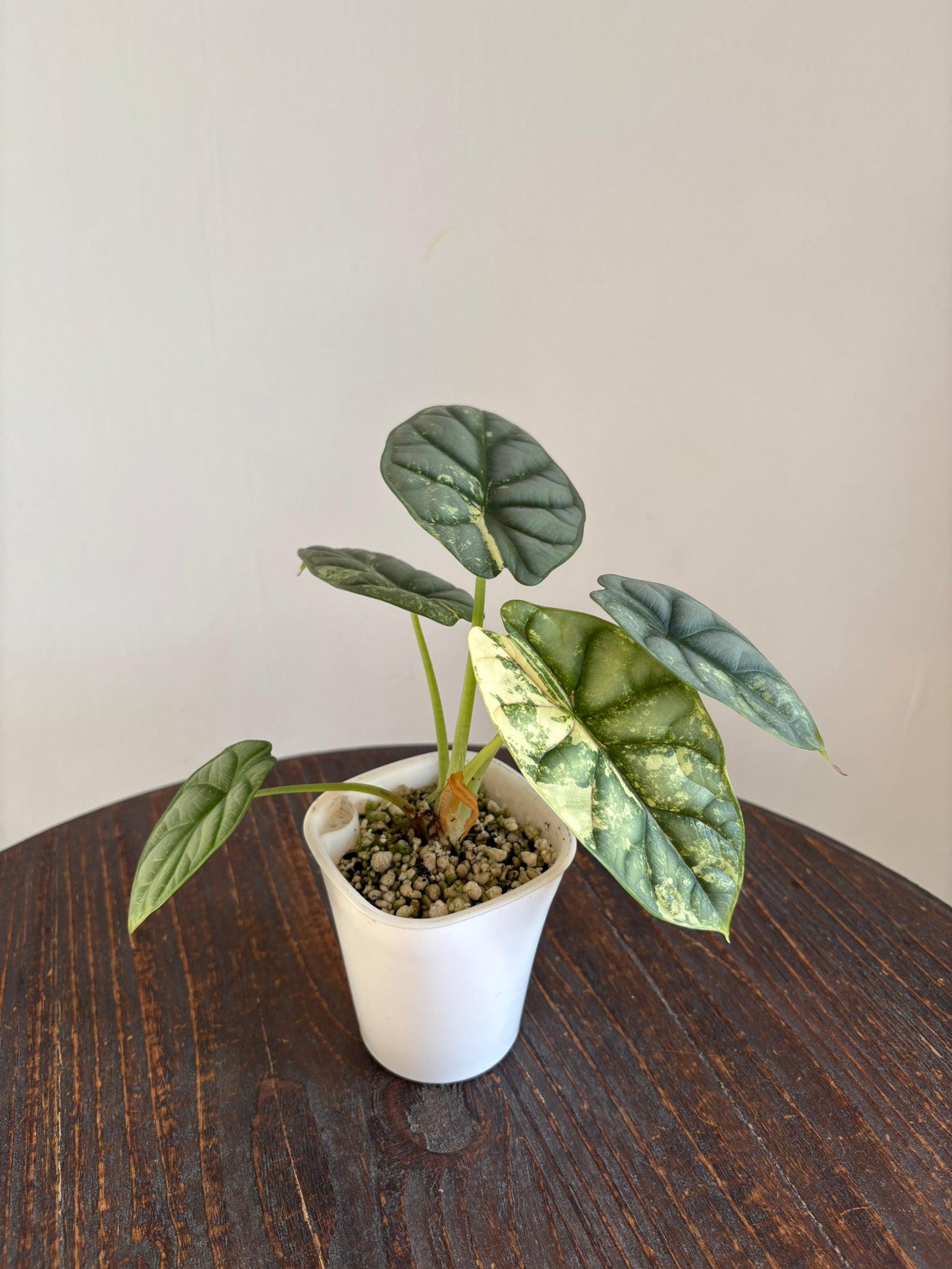 Silver Dragon Albo Alocasia