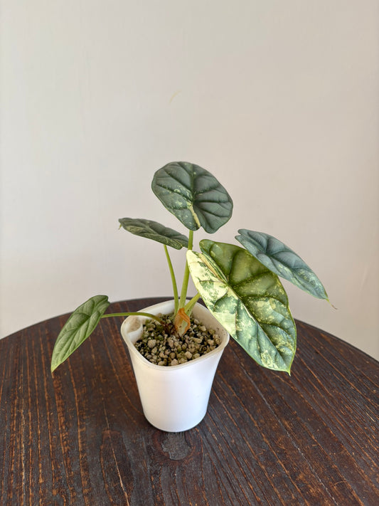 Silver Dragon Albo Alocasia