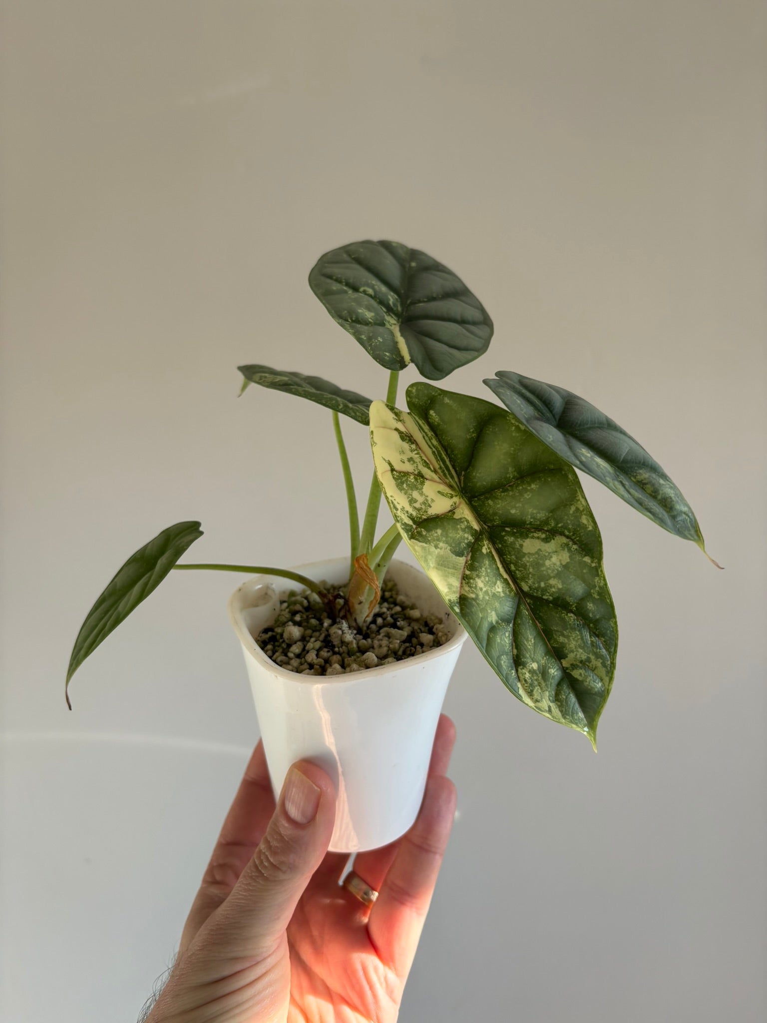 Silver Dragon Albo Alocasia