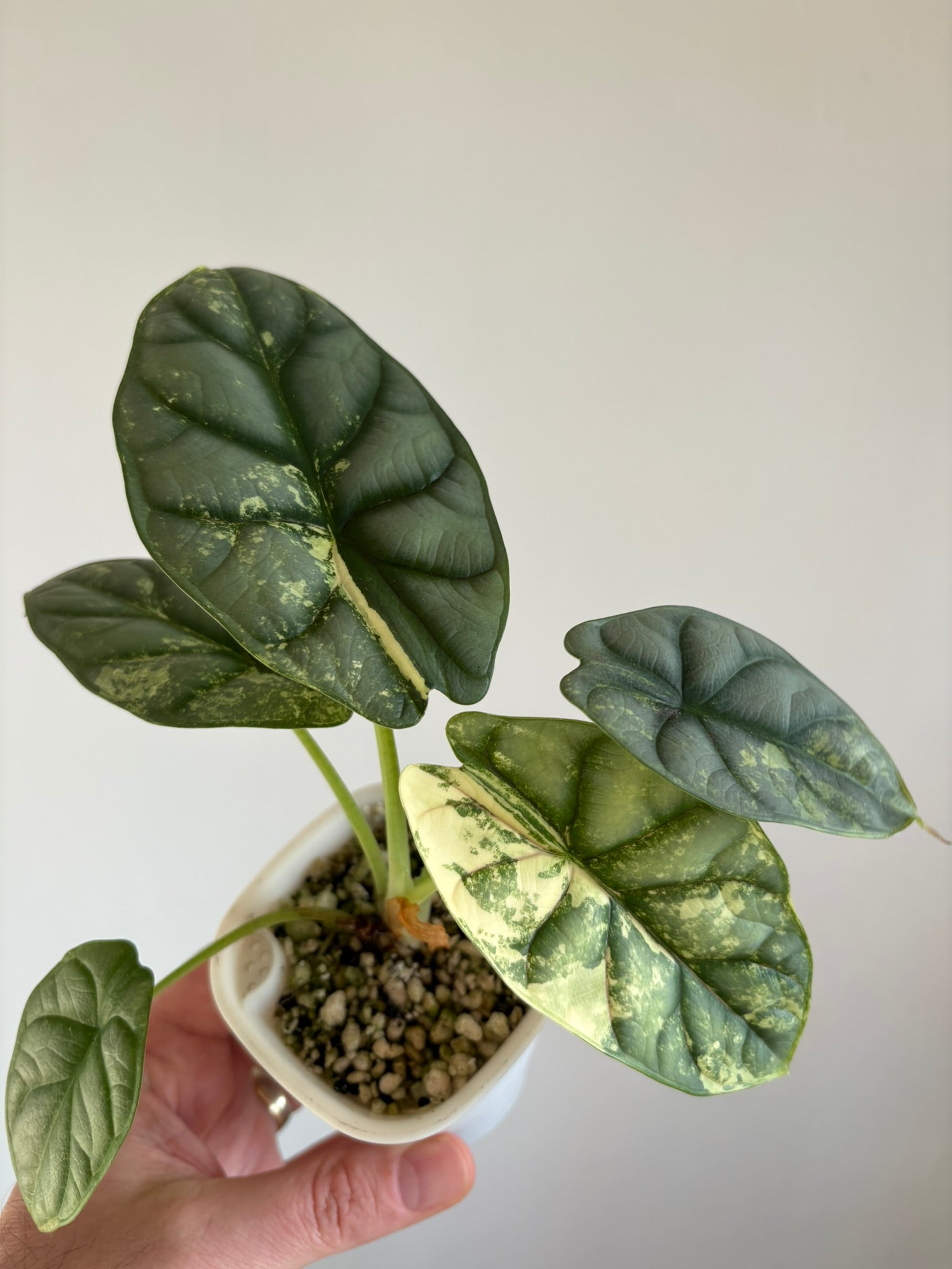 Silver Dragon Albo Alocasia