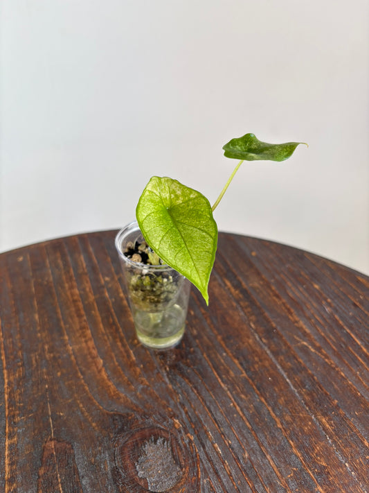 Alocasia Scalprum Albo