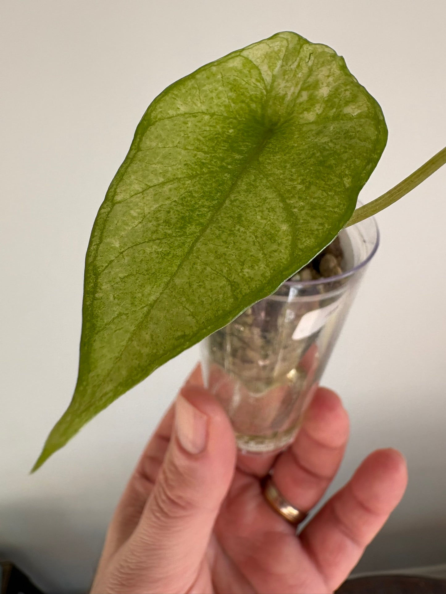 Alocasia Scalprum Albo