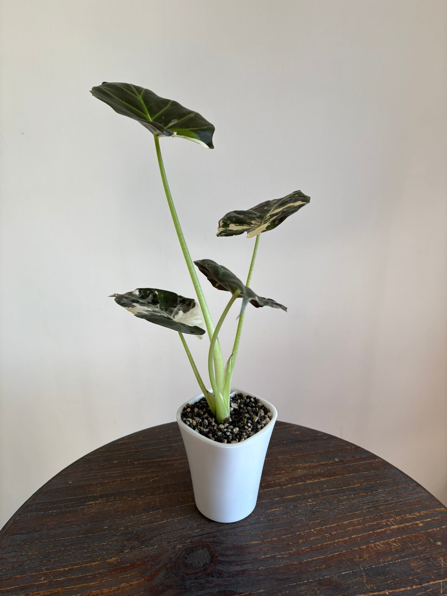 Alocasia Regal Shield Albo Pink — Medium