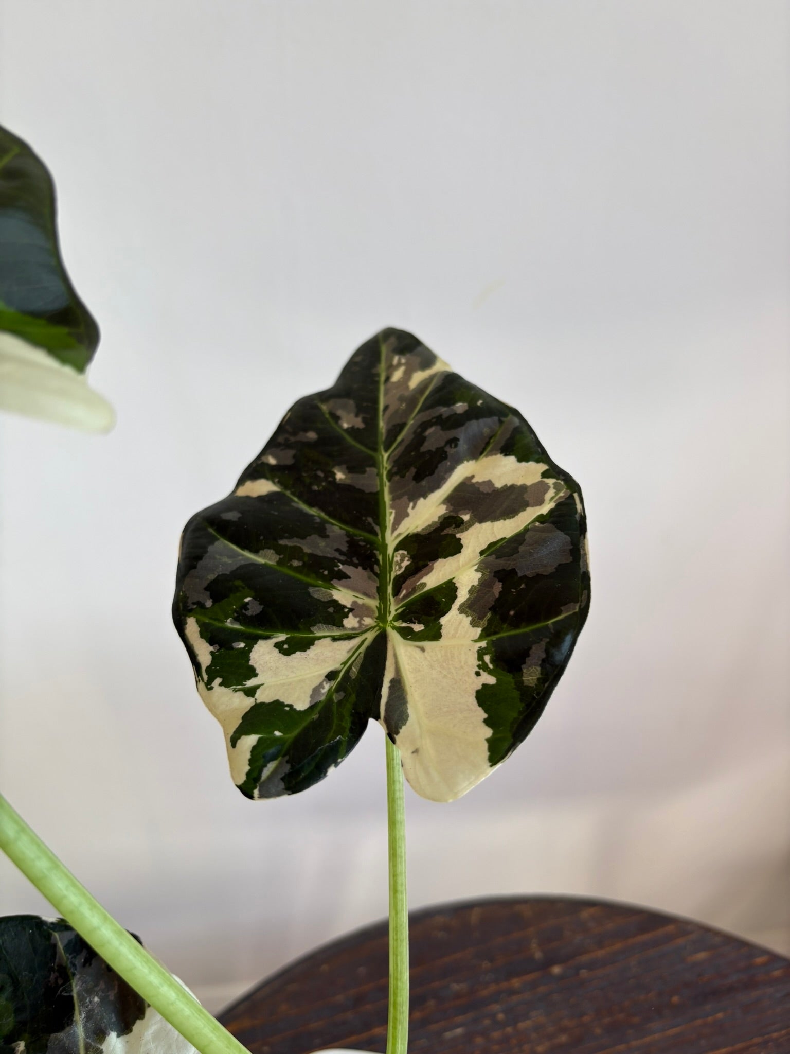 Alocasia Regal Shield Albo Pink — Medium