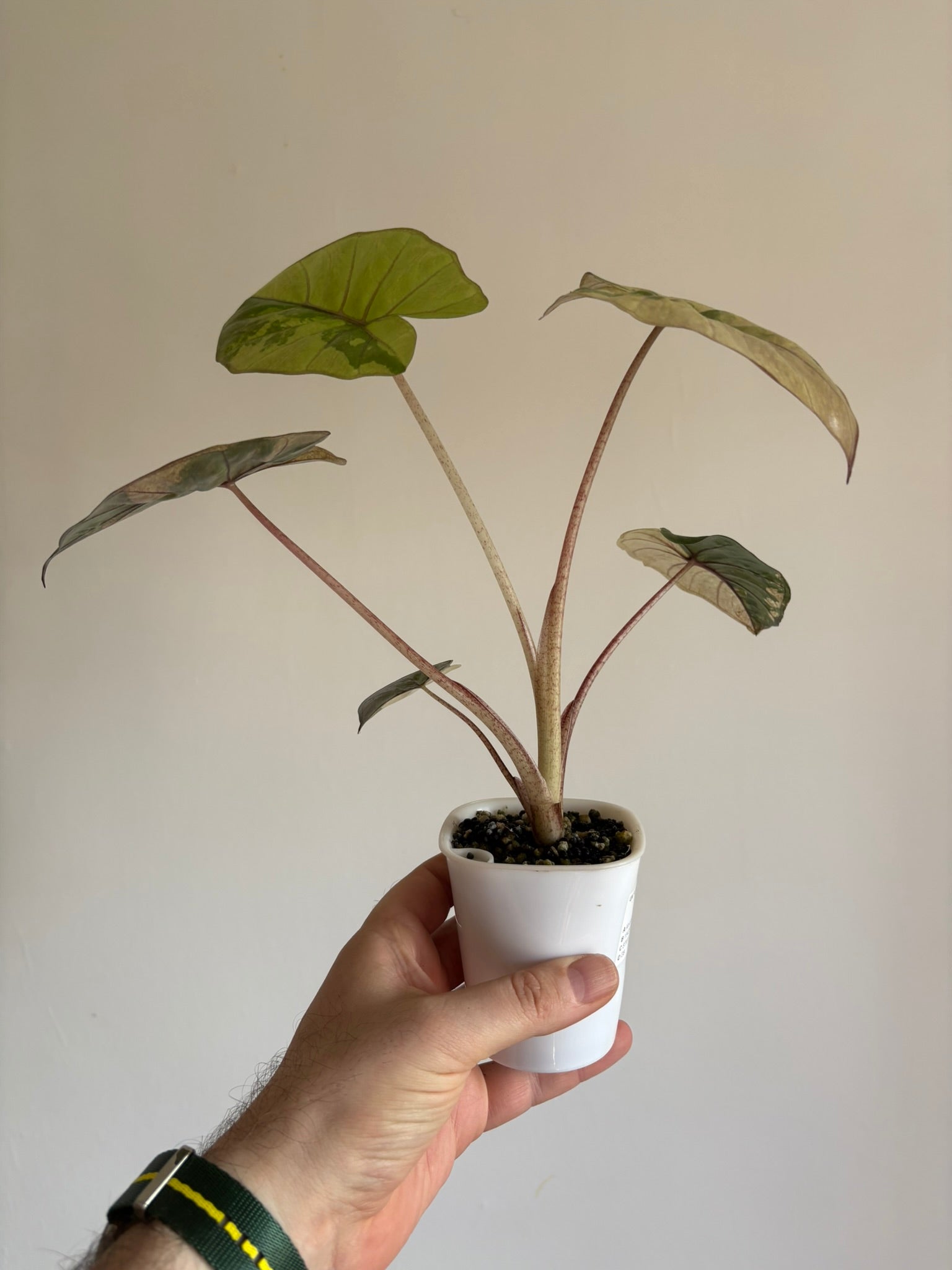 Alocasia Yucatan Princess Variegated — Medium