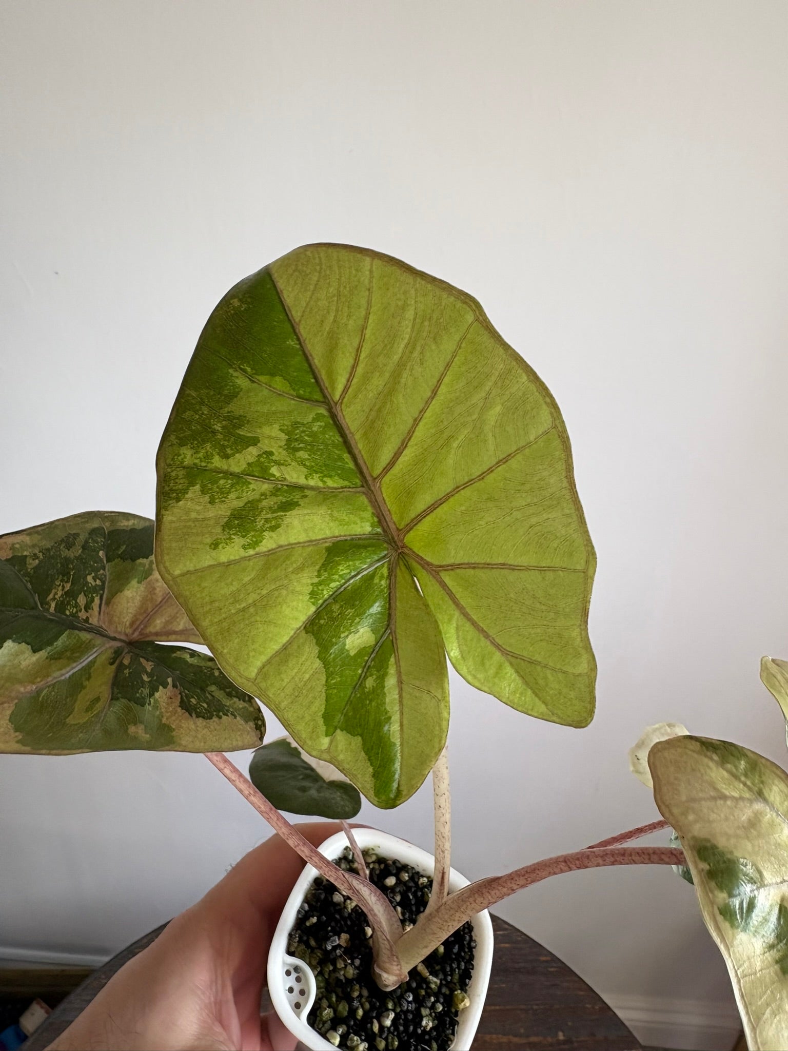 Alocasia Yucatan Princess Variegated — Medium