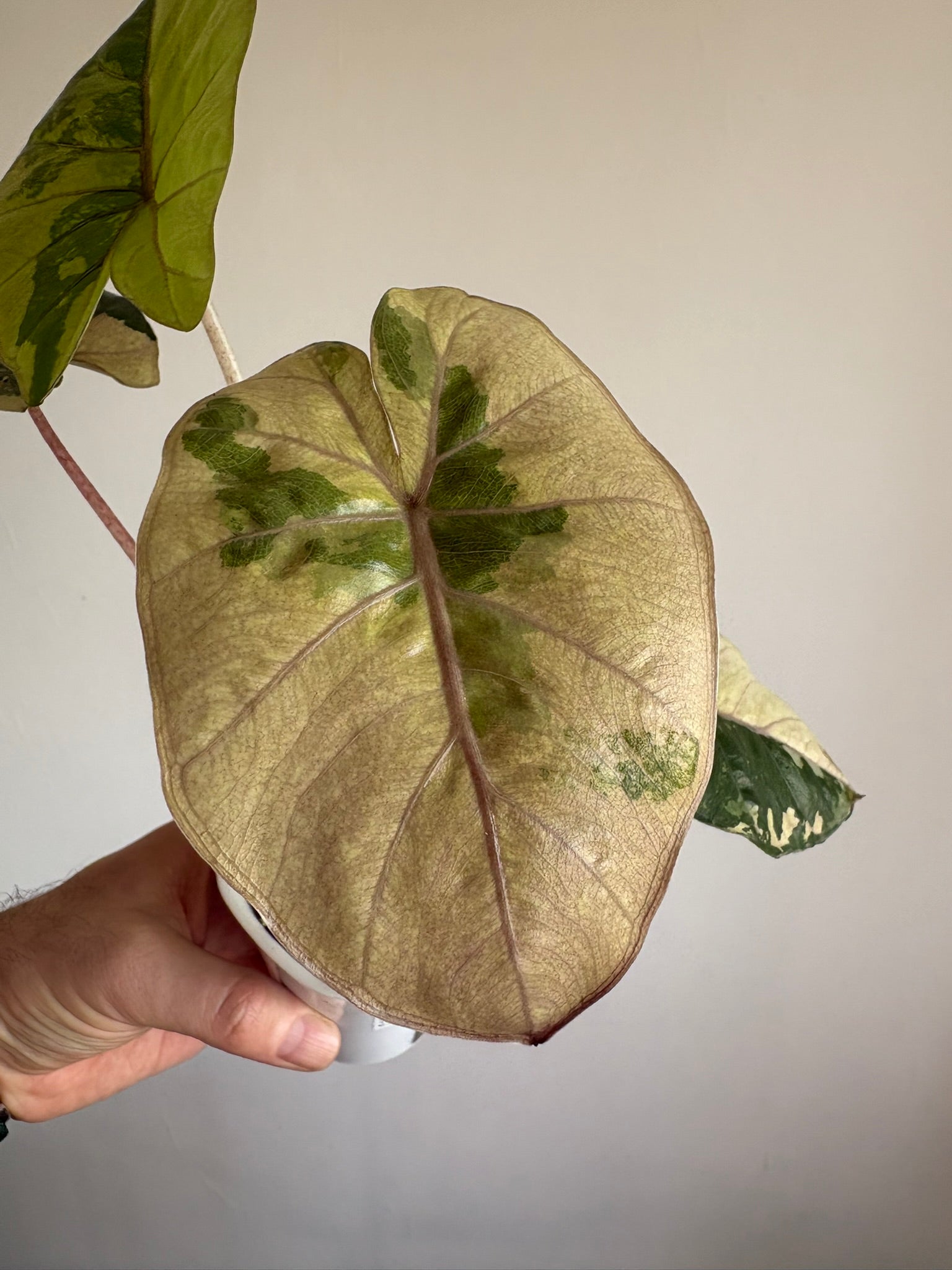 Alocasia Yucatan Princess Variegated — Medium