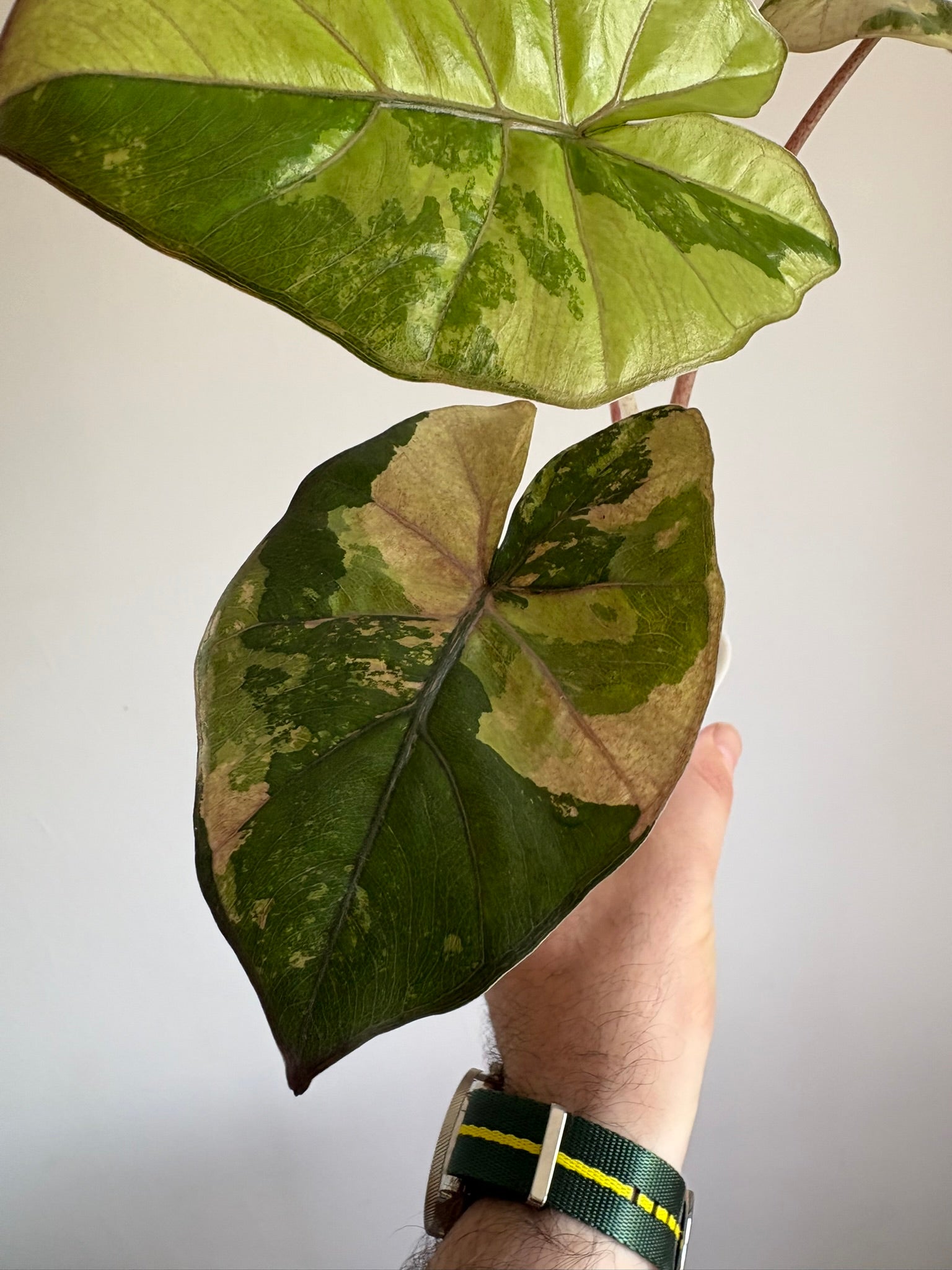 Alocasia Yucatan Princess Variegated — Medium