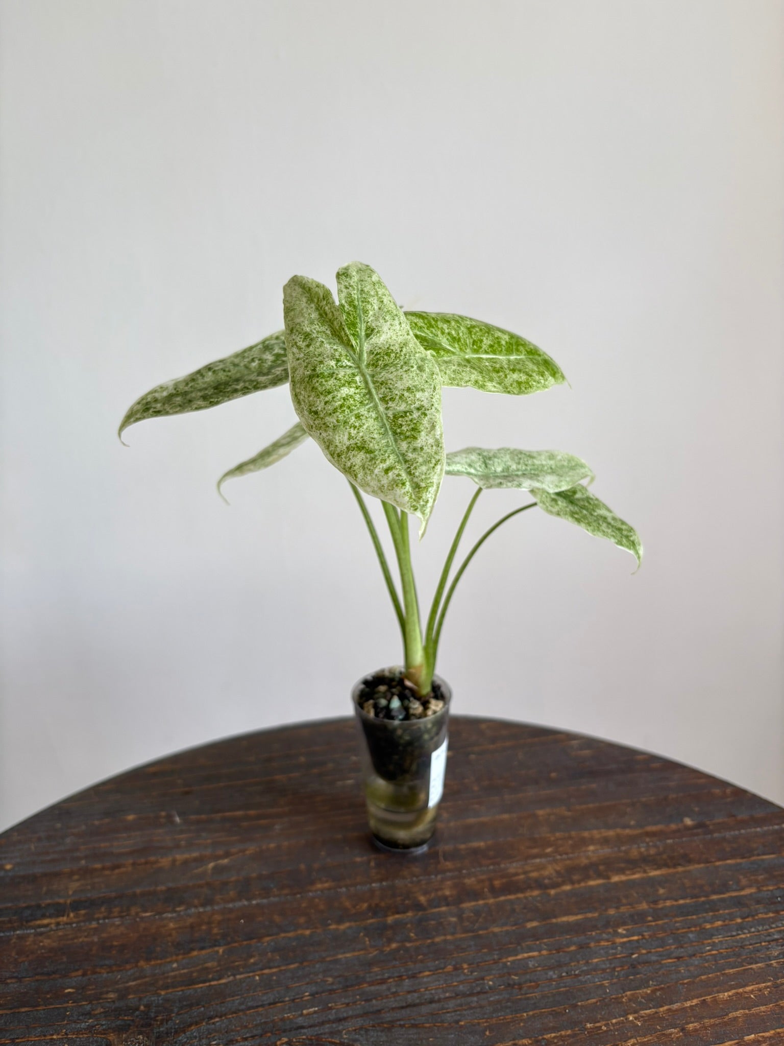 Alocasia Longiloba Marble — Medium