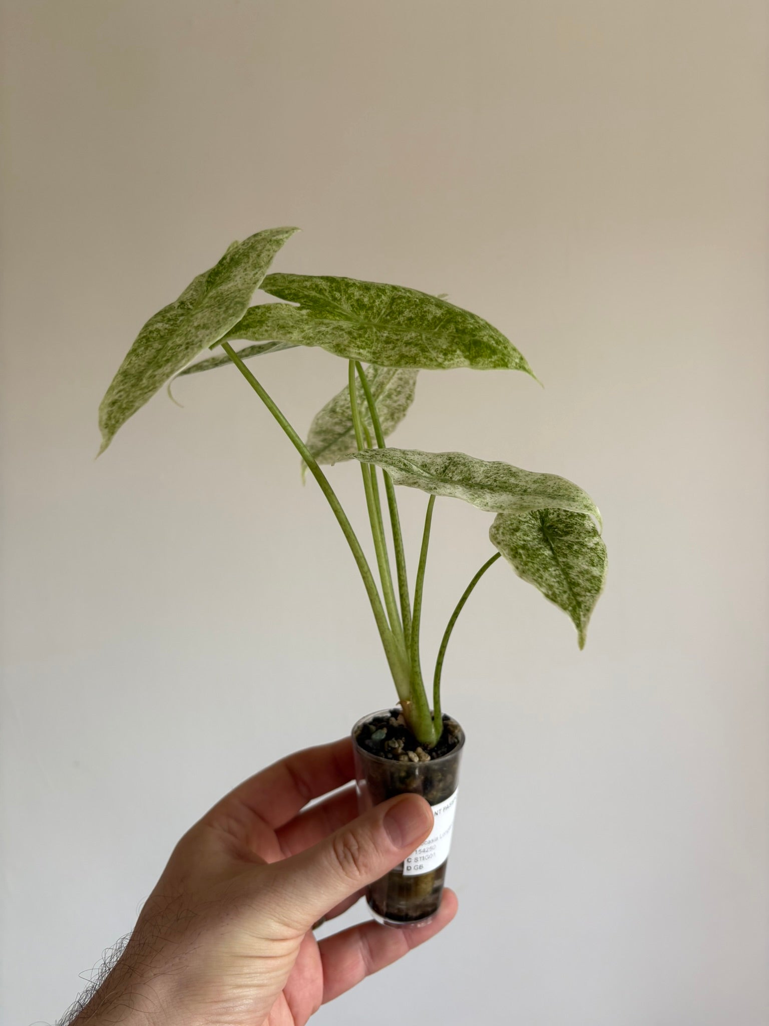 Alocasia Longiloba Marble — Medium