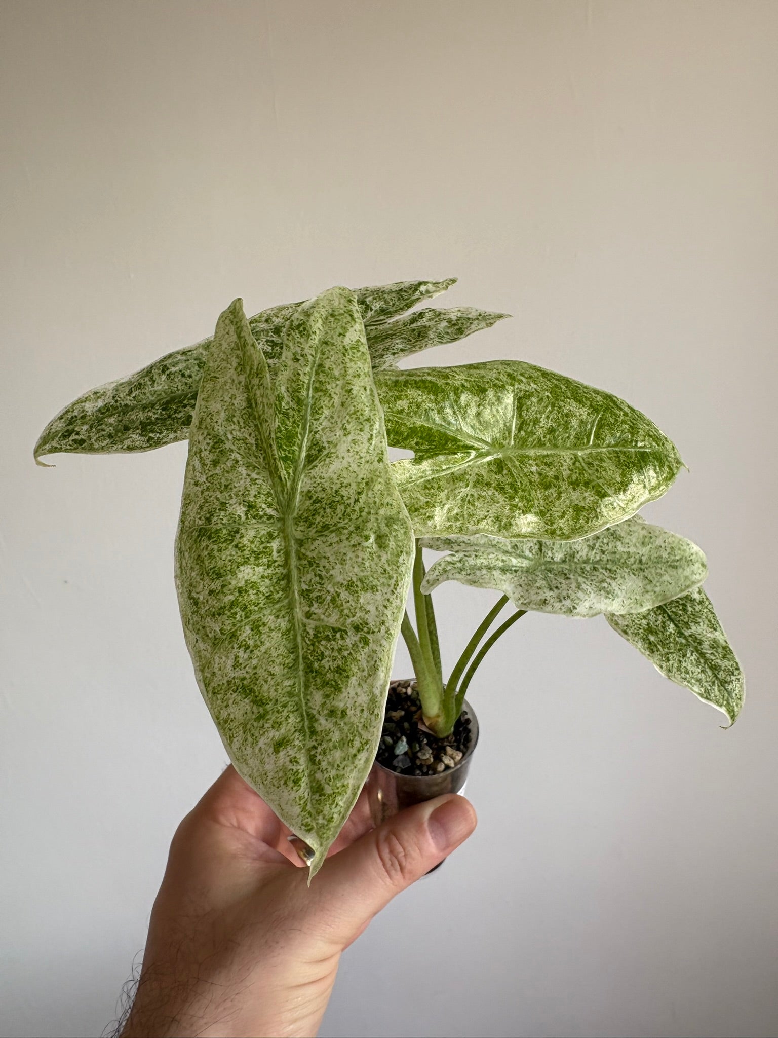 Alocasia Longiloba Marble — Medium
