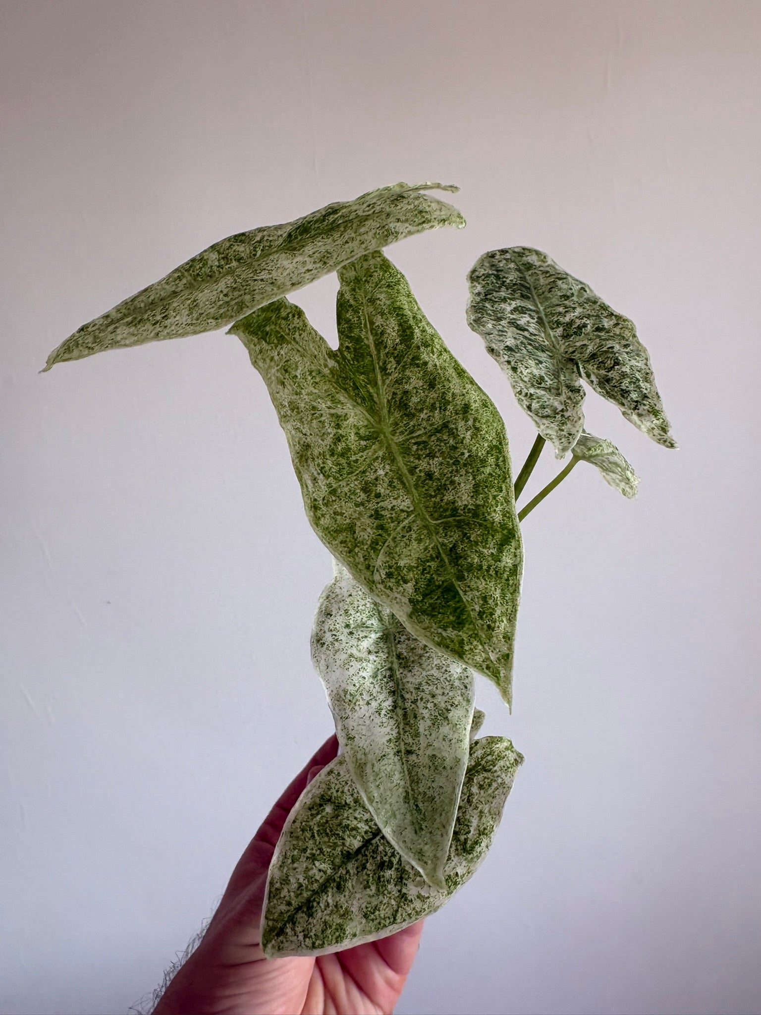 Alocasia Longiloba Marble — Medium